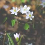 凤凰至尊官网使用指南:新手玩家必备的入门技巧 hvqz6f1g33