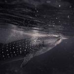 118开奖网站官方平台最新开奖结果查询 9xp295fw8f