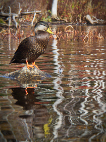 108期大乐透开奖号码揭晓,彩民期待大奖花落谁家 108期大乐透开奖号码揭晓,彩民期待大奖花落谁家