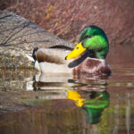 11108期最新开奖结果查询与中奖号码公布 ldj7dsb