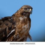 118期大乐透开奖结果揭晓:幸运号码正式公布 p3vnjre