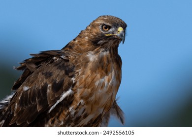 118期大乐透开奖结果揭晓:幸运号码正式公布 118期大乐透开奖结果揭晓:幸运号码正式公布